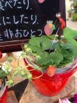 いちごの香りに誘われて、、、|「フローリスト花政」　（東京都目黒区の花屋）のブログ