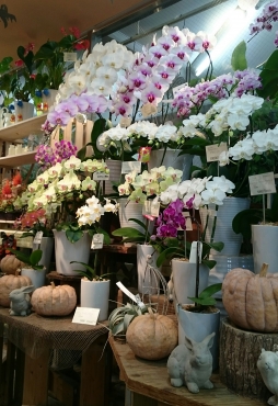 「フローリスト花政」　（東京都目黒区）の花屋店舗写真4